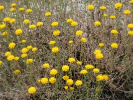 Santolina chamaecyparissus squarrosa Izize herriaren inguruetan
