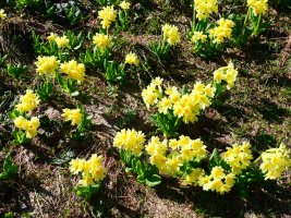 San Jose loreak, Estribiellas mendatetik gertu