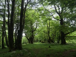 Basoko pasarte belartsua ekialdeko bizkarrean, Gainsoil