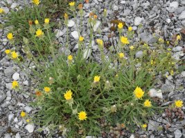 Crepis albida Gainsoil inguruan (Urbasa)