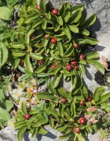 Rhamnus pumila Lapazarra mendian