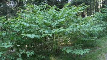 Atropa belladonna Irati aldean