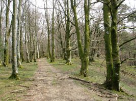 Artikutzatik gora datorren bidea