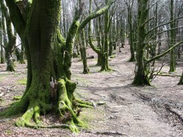 Artikutzatik datorren bideko pasarte bat