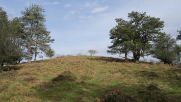 Bidango Gaina tontorra