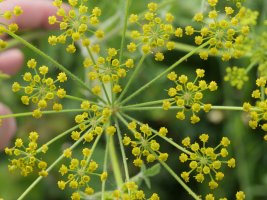 Pastinaca sativa sylvestris Harana aldean