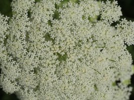 Ligusticum lucidum Kontrastatik gertu