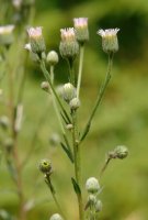 Erigeron acer Urbasan