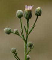 Erigeron acer Urbasa aldean
