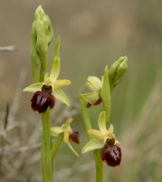 Ophrys sphegodes, Burgi aldean