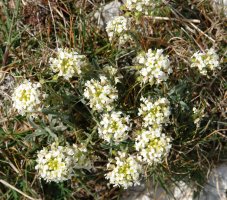 Alyssum lapeyrousianum Etxauri aldean