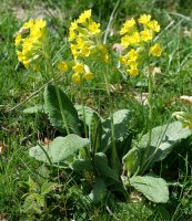 Primula veris columnae, Oza aldean