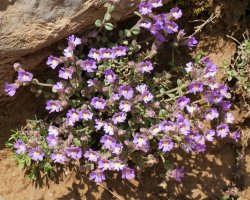 Chaenorhinum origanifolium, Budogiaren hegoaldeko kanalean