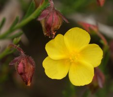 Fumana ericifolia Egiarreta inguruan
