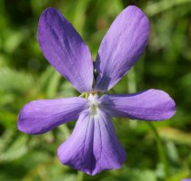 Viola cornuta Lapazarra eta Lazagorria arteko lepoaren inguruan