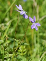 Viola cornuta Lapazarra eta Lazagorria arteko lepoaren inguruan