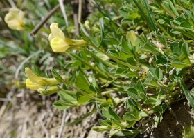 Lotus maritimus Eltxumendi aldean