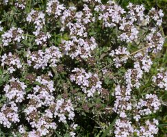 Thymus vulgaris, Eltxumendi aldean