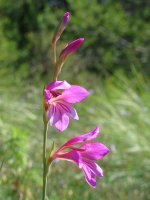 Gladiolus illyricus Antxoriz mendian