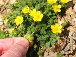 Potentilla neumanniana Sartzaleta aldean (Lokiz)