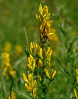 Genista tinctoria Orgiko basoan