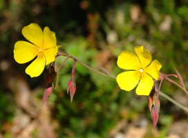 Tuberaria lignosa Elgean