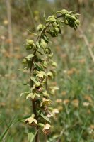 Epipactis helleborine Montejurra mendian