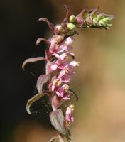 Odontites vernus Erga mendian