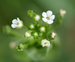 Samolus valerandi Jaizkibelen, itsas aldean