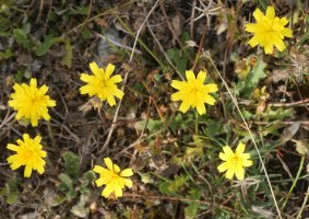 Leontodon taraxacoides taraxacoides Urbasa aldean