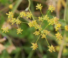 Bupleurum falcatum Lapazarra mendian