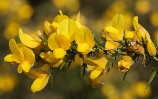 Ulex europaeus Aldura mendian