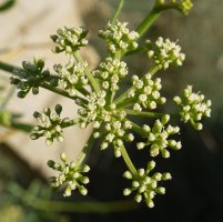 Crithmum maritimum Jaizkibelgo itsasertzean