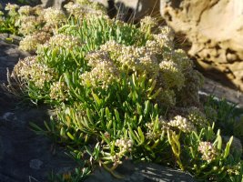 Crithmum maritimum Jaizkibelgo itsasertzean