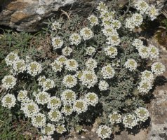 Alyssum lapeyrousianum