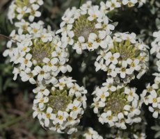 Alyssum lapeyrousianum