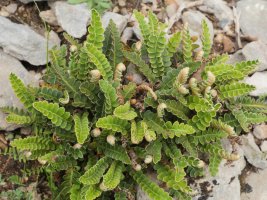 Asplenium ceterach, Etxauri aldean