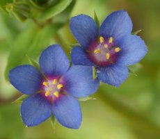 Anagallis foemina, Etxauri aldean
