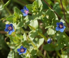 Anagallis foemina, Etxauri aldean