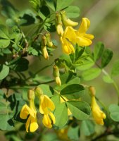 Hippocrepis emerus Irurtzun aldean