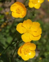 Ranunculus paludosus Etxauri mendian