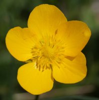 Ranunculus paludosus Etxauri mendian