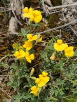 Argyrolobium zanonii Etxauri aldean