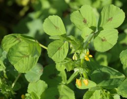 Medicago arabica, Madotz inguruan