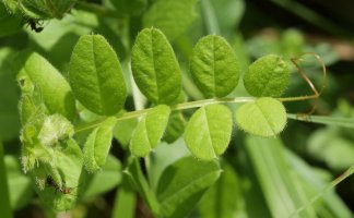 Vicia sepium Madotz aldean