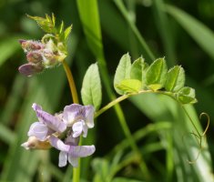 Vicia sepium Madotz aldean