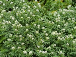 Nasturtium officinale Urruntzuru errekaren iturburuan, Irañeta aldean