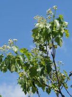 Sorbus torminalis, Arburu mendian