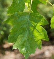 Sorbus torminalis, Arburu mendian