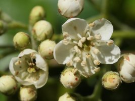 Sorbus torminalis, Arburu mendian